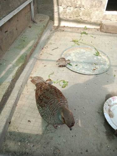 Dakhni Teetar chicks 