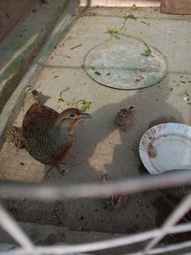 Dakhni Teetar chicks 