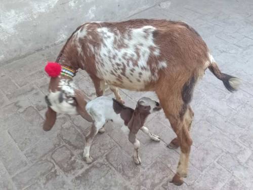 bakri sales