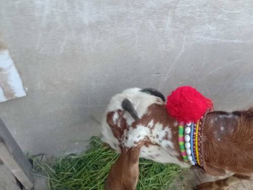 bakri sales