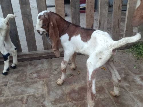 bakri sales