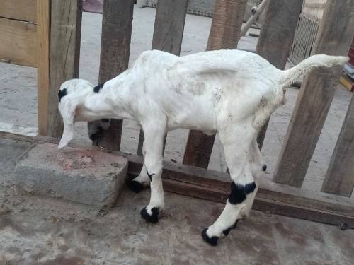 bakri sales