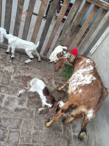 bakri sales