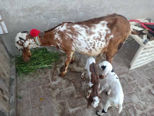 bakri sales