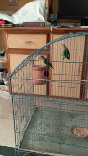 LoveBirds, Greenfisher breeder pair for salr