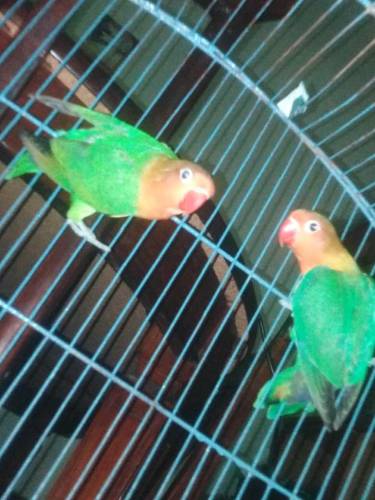 LoveBirds, Greenfisher breeder pair for salr