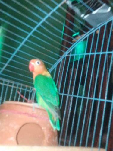 LoveBirds, Greenfisher breeder pair for salr
