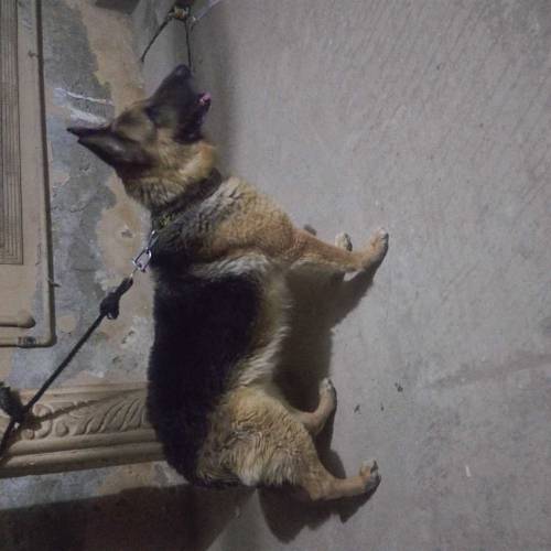 German shepherd double coat full train ha 
