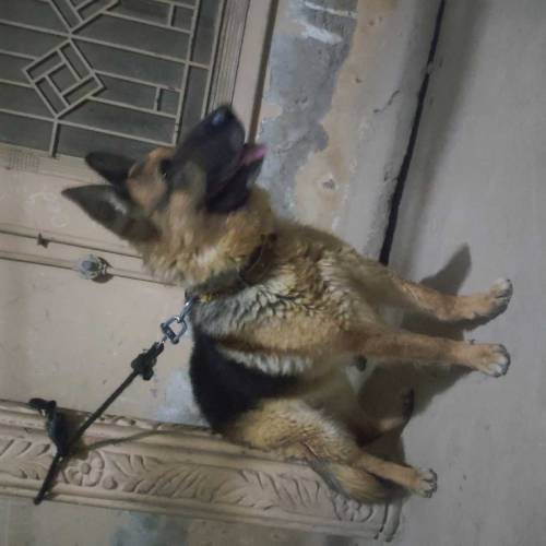 German shepherd double coat full train ha 