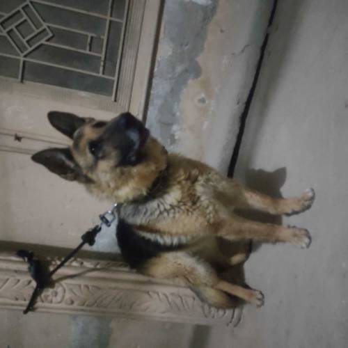 German shepherd double coat full train ha 