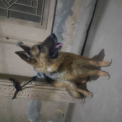 German shepherd double coat full train ha 