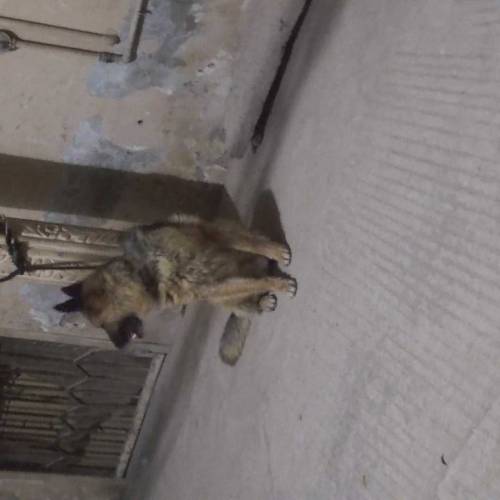 German shepherd double coat full train ha 