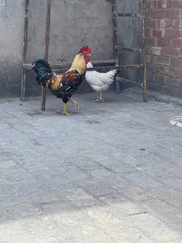 Desi Pair for sale