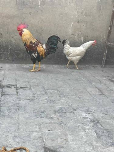 Desi Pair for sale