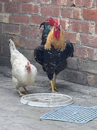 Desi Pair for sale