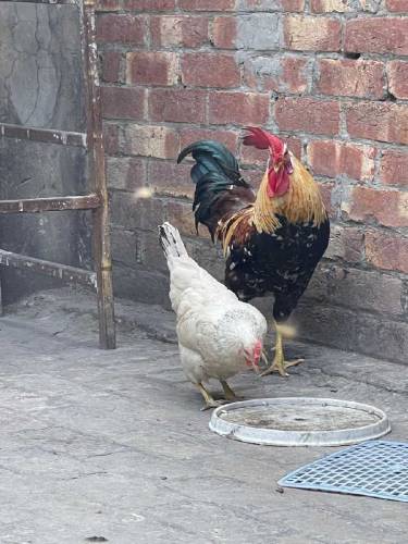 Desi Pair for sale