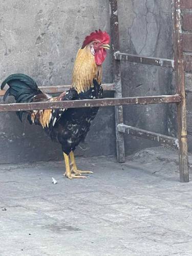 Desi Pair for sale