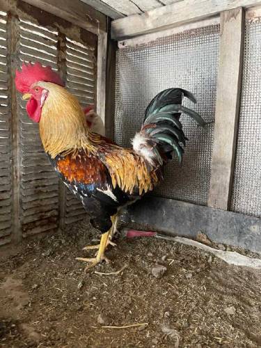 Desi Pair for sale