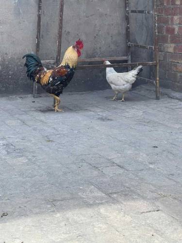 Desi Pair for sale