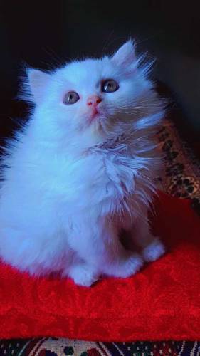 percian cat 