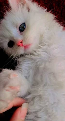 percian cat 