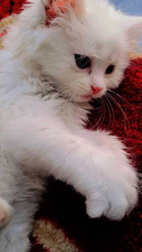 percian cat 