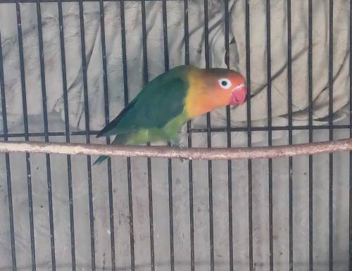 Fisher lovebird Female 