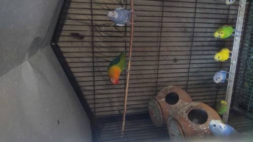 Fisher lovebird Female 