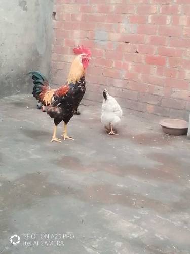 Desi Pair for sale