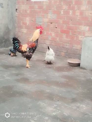 Desi Pair for sale