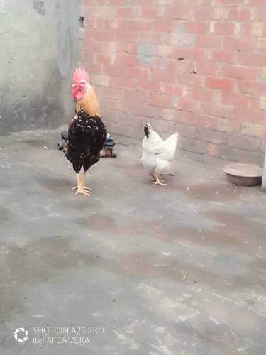 Desi Pair for sale