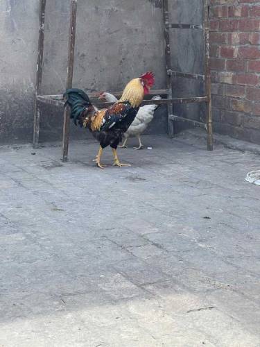 Desi Pair for sale