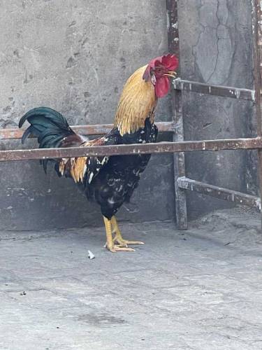Desi Pair for sale
