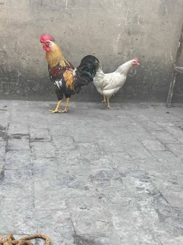 Desi Pair for sale
