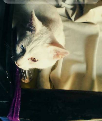 Russian Cat double eye 