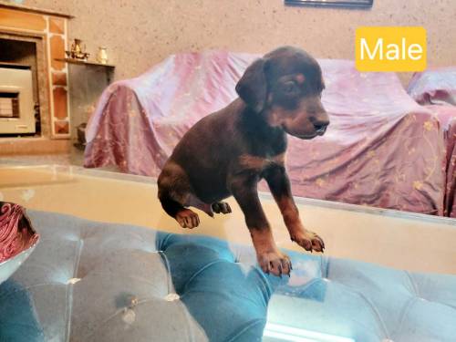 Doberman Puppies for sale