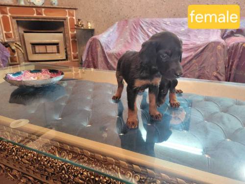 Doberman Puppies for sale