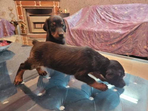 Doberman Puppies for sale