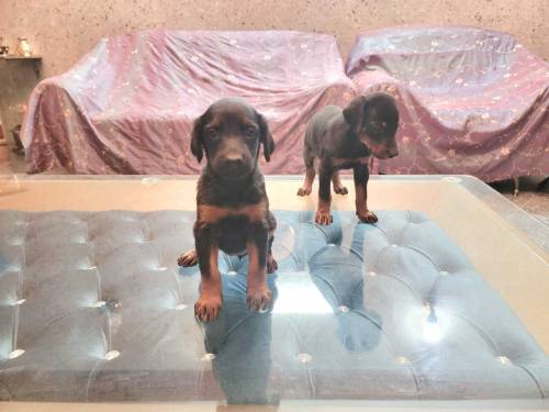 Doberman Puppies for sale
