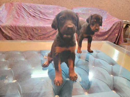 Doberman Puppies for sale