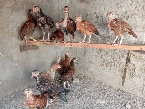 Pure aseel Thai chicks per peace 2500.