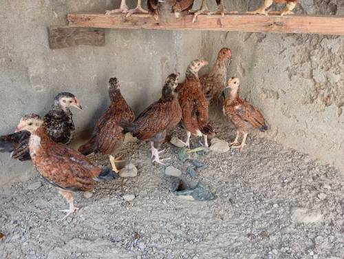 Pure aseel Thai chicks per peace 2500.