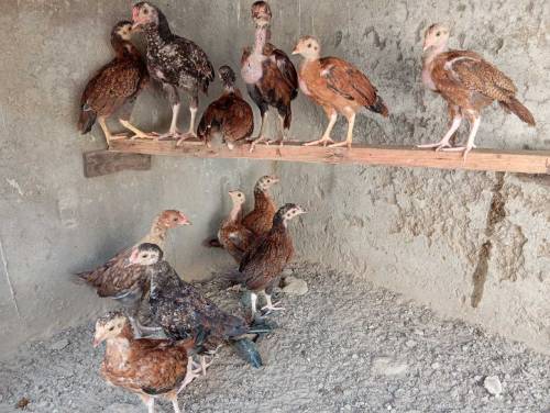 Pure aseel Thai chicks per peace 2500.