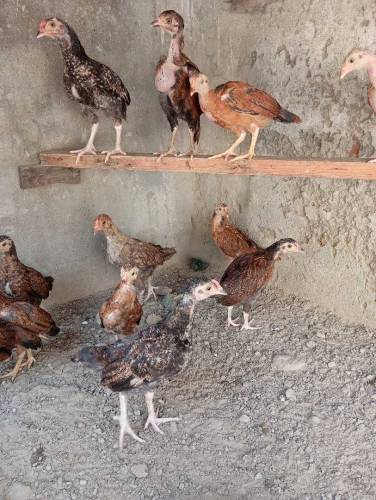 Pure aseel Thai chicks per peace 2500.