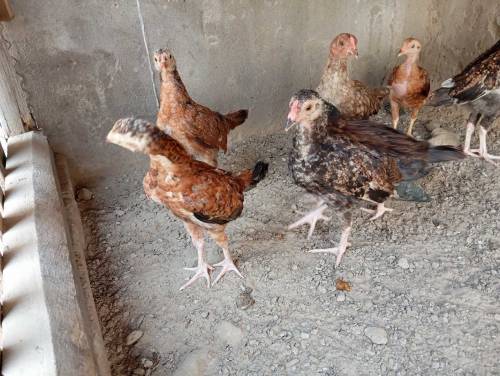 Pure aseel Thai chicks per peace 2500.