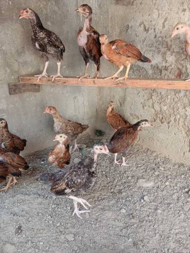 Pure aseel Thai chicks per peace 2500.
