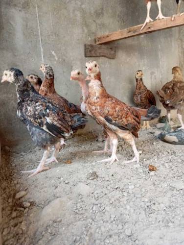 Pure aseel Thai chicks per peace 2500.