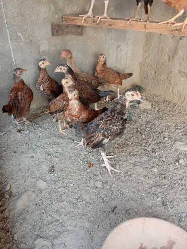 Pure aseel Thai chicks per peace 2500.