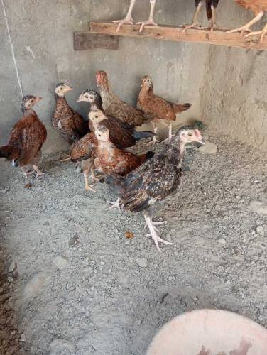 Pure aseel Thai chicks per peace 2500.