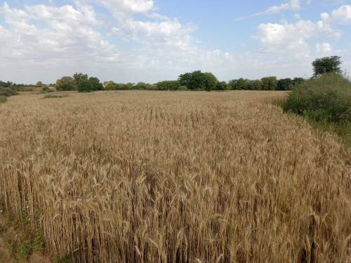 Open land for sale